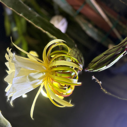 Albino Ocamponis Dragon Fruit Live cutting (12") and rooted plant