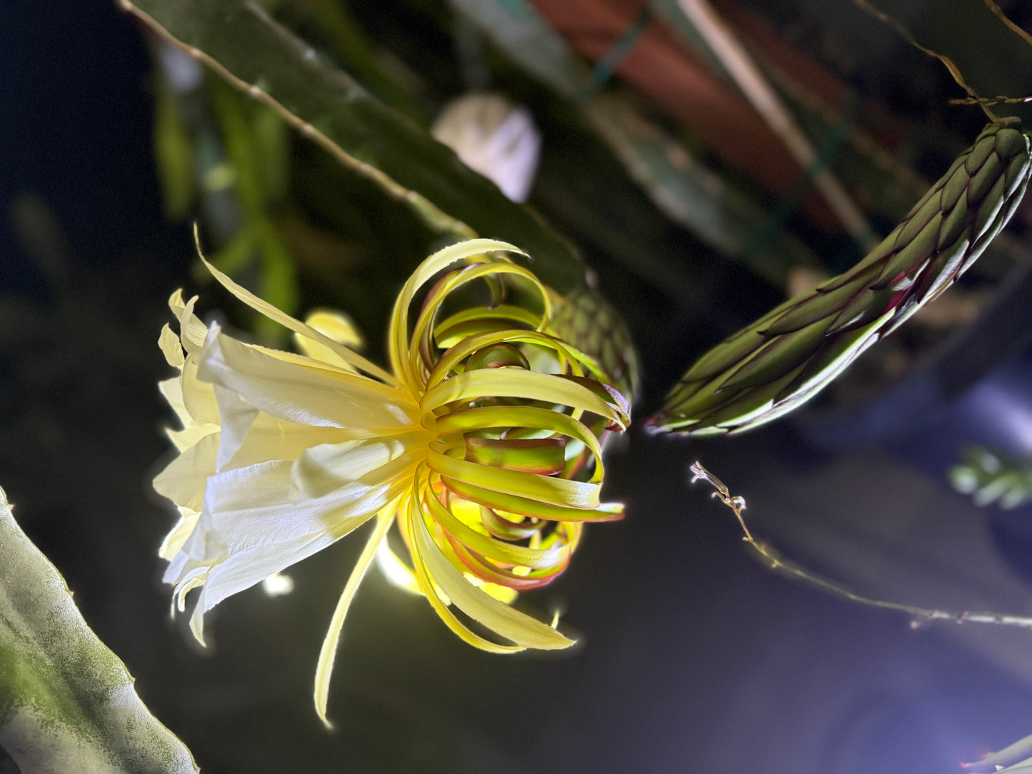 Albino Ocamponis Dragon Fruit Live cutting (12") and rooted plant