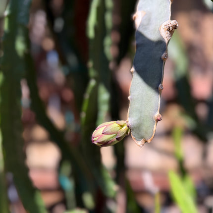 Kraken (Erongka- Purple Ocamponis) dragon fruit live cuttings 12”