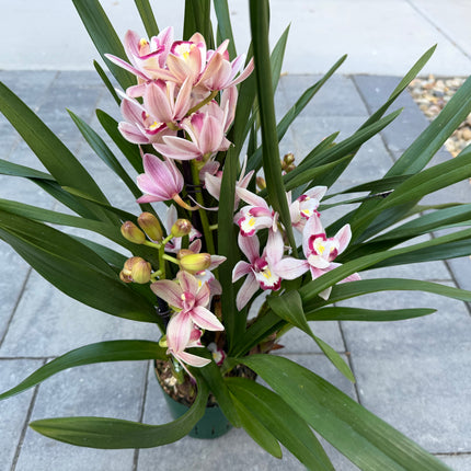 Cymbidium Romantic Sakura