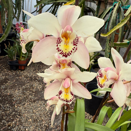 Cymbidium ‘Pink Ice’ (Pink boat orchid) live plant