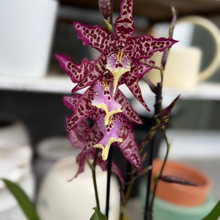 Dancing-lady Orchid (Miltonia clowesii oncidium hybrid) live plant