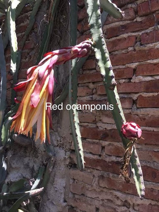 Ocamponis Grilla, Albino, Red and Purple cuttings and rooted plants