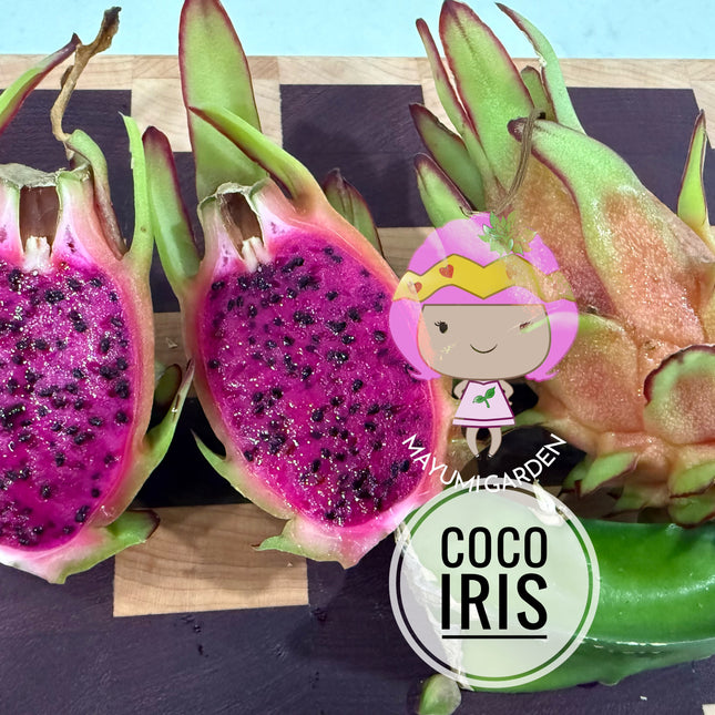 🌱 Coco Iris