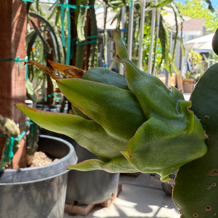 Asunta 6 Dragon Fruit (Official Asunta 6)