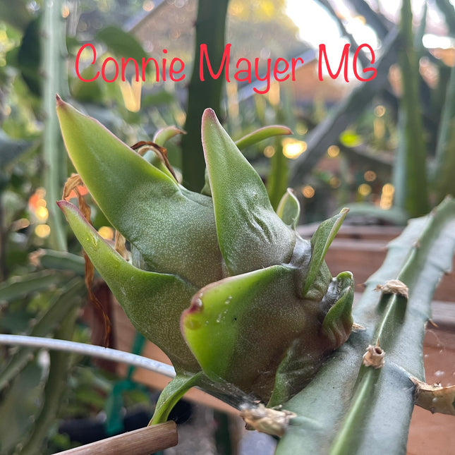 Connie Mayer dragon fruit live cutting (12")