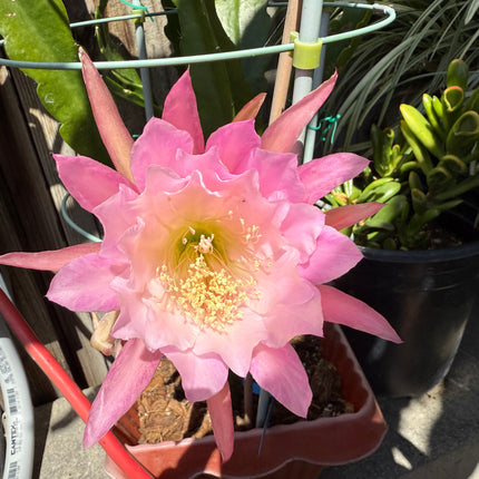 Princess De Monaco Epiphyllum live cuttings