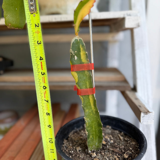 Worth Variegated Dragon Fruit rooted plant