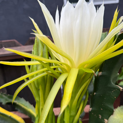 Mexicana Dragon Fruit Live cutting