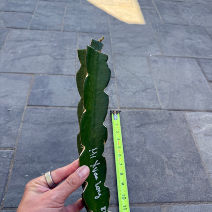 Mi Xuan Long 🔥 grafted plant