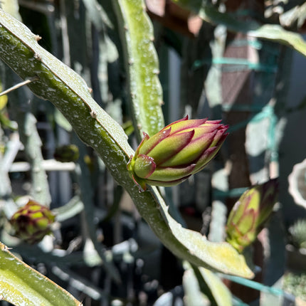 Ocamponis cristal dragon fruit live cutting (12")