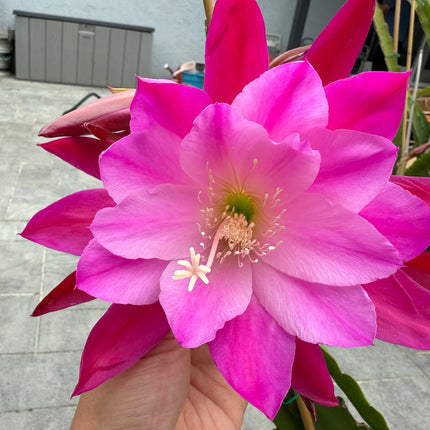Moonlight Sonata Epiphyllum live cutting (rare)