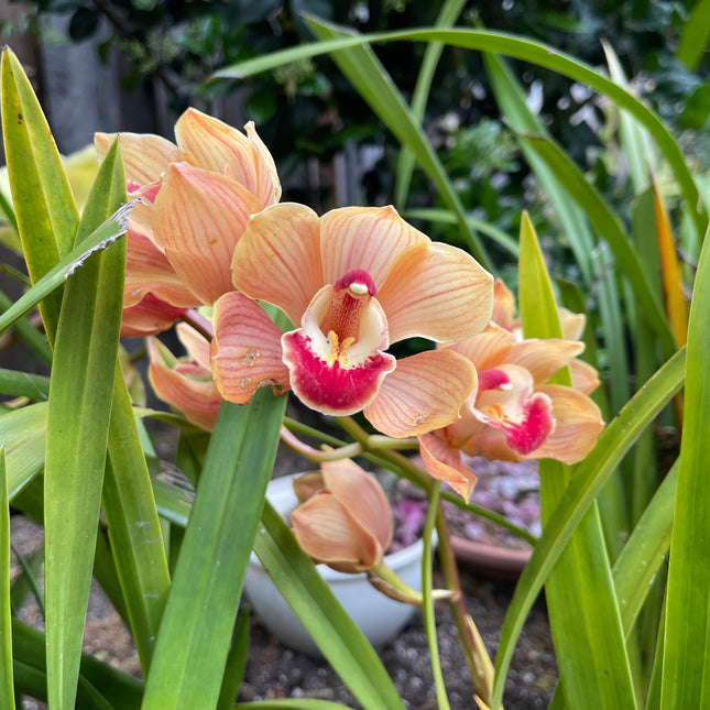 Cymbidium Foxfire Amber ‘Dural’ (Orange Boat Orchid) live plant