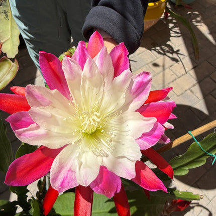 Rare Clown Epiphyllum live cuttings