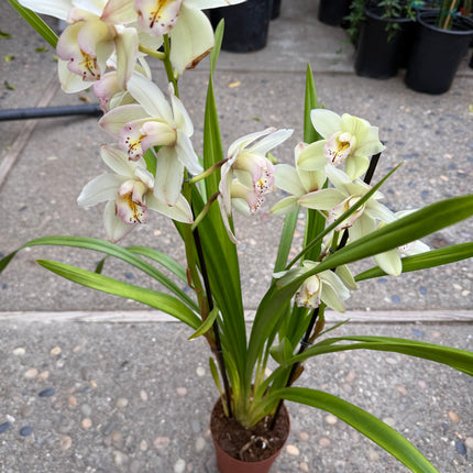 Winter Early White Cymbidium Orchid (boat orchid) live plant
