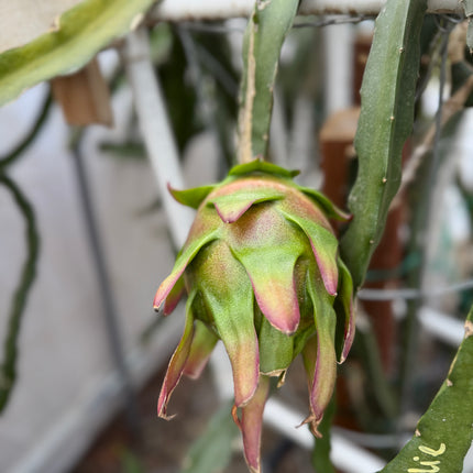Amelie (Don Burnett ‘s hybrid) dragon fruit cutting (12") and rooted plant
