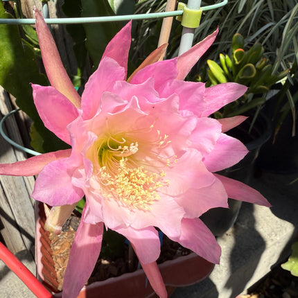 Princess De Monaco Epiphyllum live cuttings