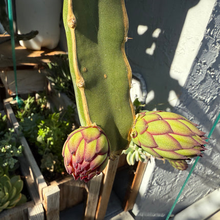 Albino Ocamponis Dragon Fruit Live cutting (12") and rooted plant