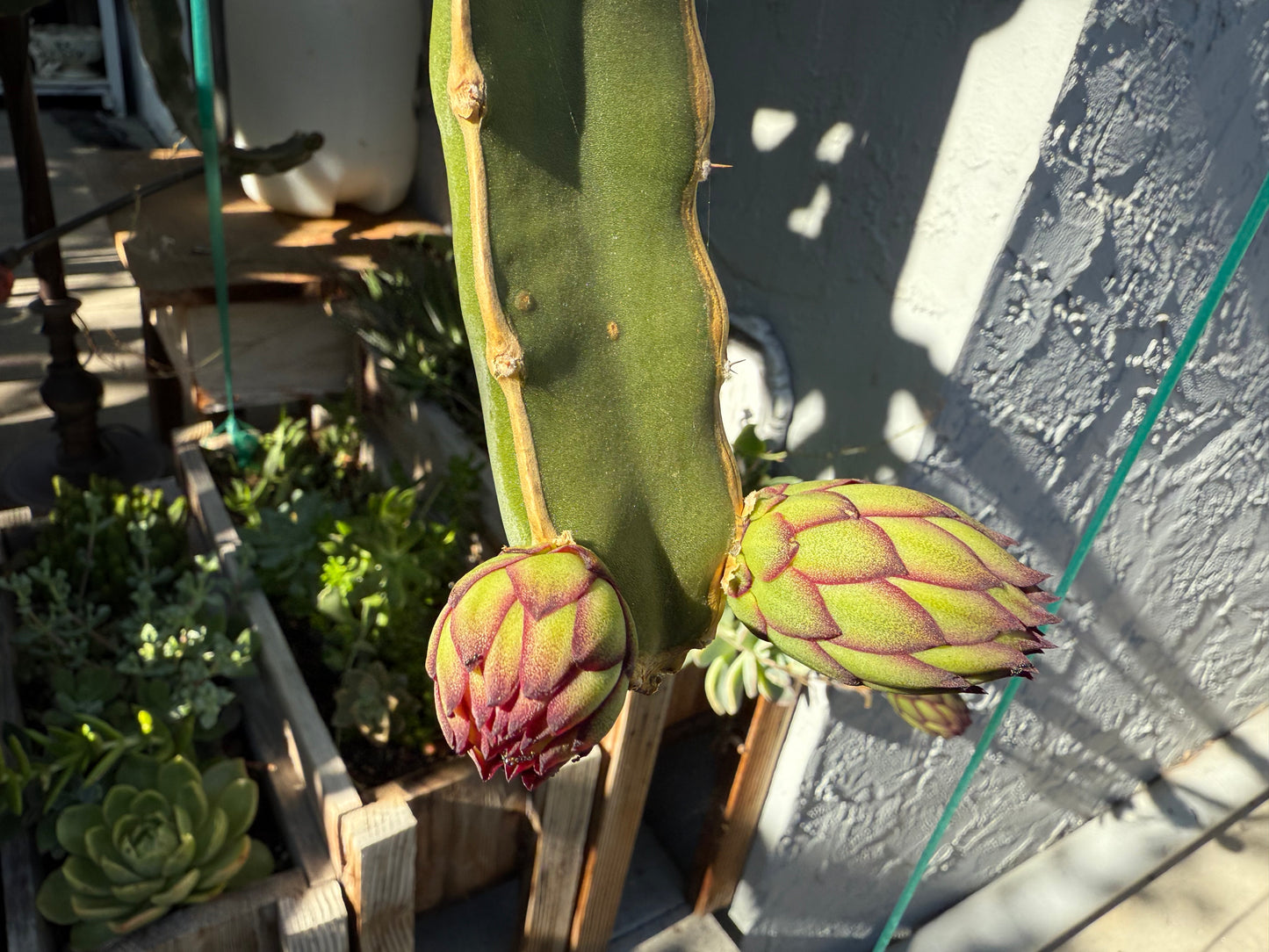 Albino Ocamponis Dragon Fruit Live cutting (12") and rooted plant