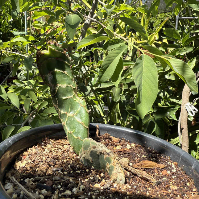 Rare Cobra Cactus ‘Opuntia reticulata’ live plant
