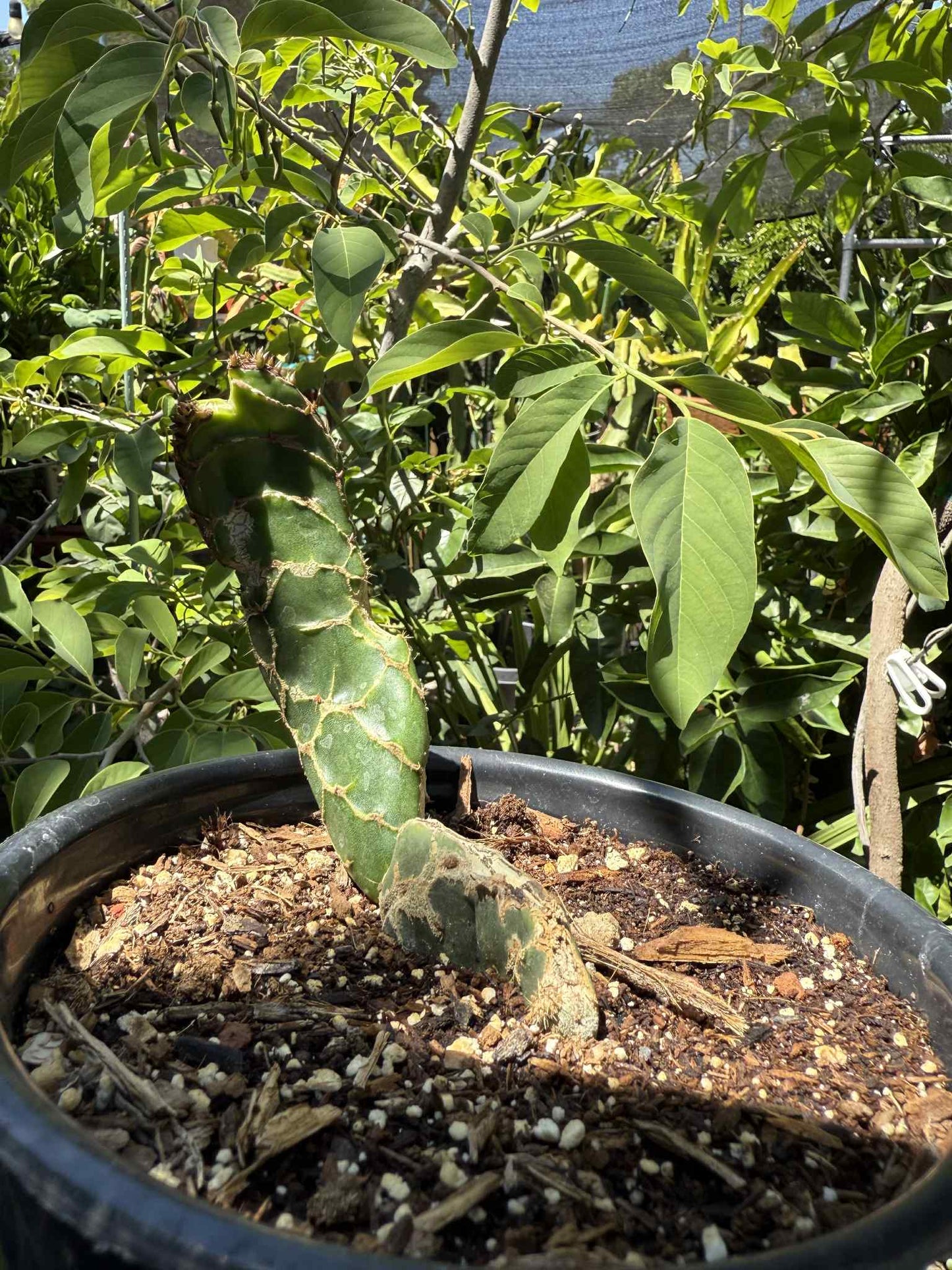 Rare Cobra Cactus ‘Opuntia reticulata’ live plant