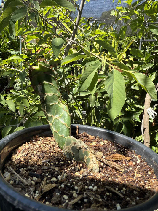 Rare Cobra Cactus ‘Opuntia reticulata’ live plant