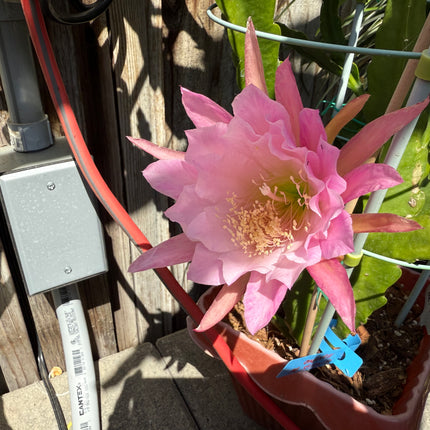 Princess De Monaco Epiphyllum live cuttings