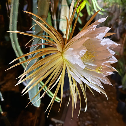 Princess of the Night cactus live cuttings (12”)
