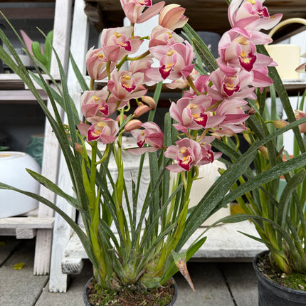 Cymbidium Baby Pink (Boat orchid) live plants