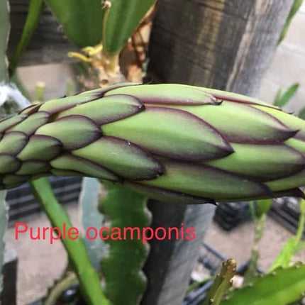 Ocamponis Grilla, Albino, Red and Purple cuttings and rooted plants