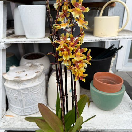Dancing-Lady Orchid (Ons. Catatante ‘Orange Kiss’)