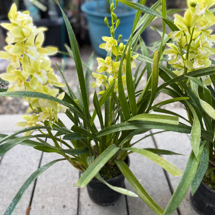 Cymbidium Orchid Sarah Jean "Jennifer" (Miniature Boat Orchid Lime Green) live plant