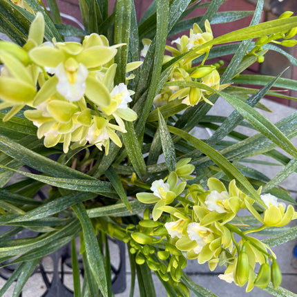 Cymbidium Orchid Sarah Jean "Jennifer" (Miniature Boat Orchid Lime Green) live plant