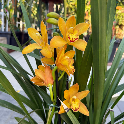 Cymbidium Warm Orange