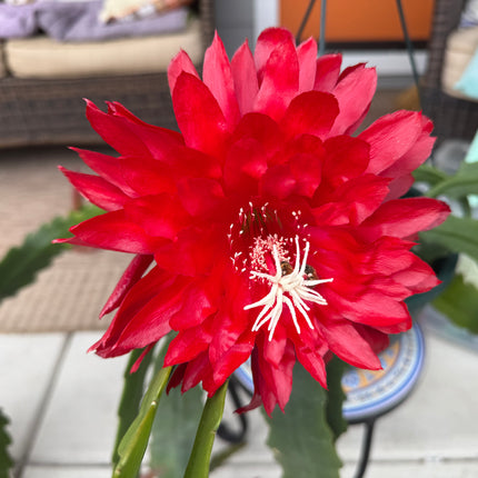 Epiphyllum “Masada”, “Padre” & Zeus-XL rare cuttings 12"
