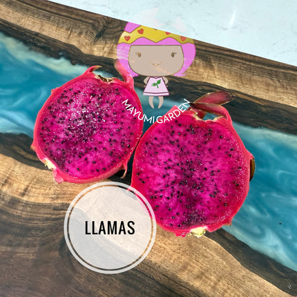 Llamas