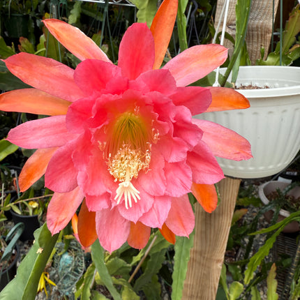American Sweetheart Rare Epiphyllum live cutting