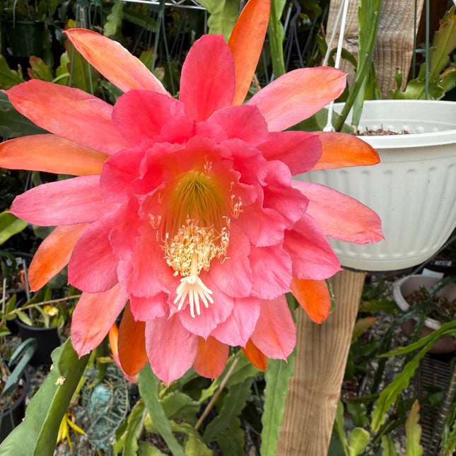 American Sweetheart Rare Epiphyllum live cutting