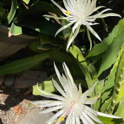 Epiphyllum E Hookeri live cutting