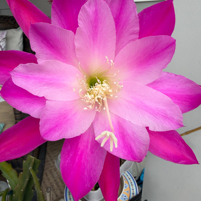 Moonlight Sonata Epiphyllum live cutting (rare)