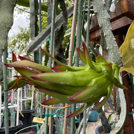 Ocamponis cristal dragon fruit live cutting (12")