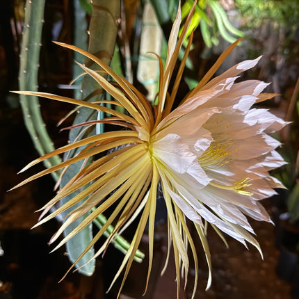Princess of the Night cactus live cuttings (12”)