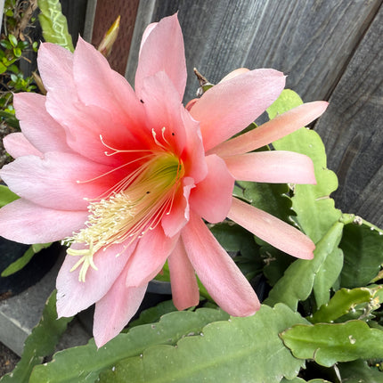 Agatha Epiphyllum live cutting