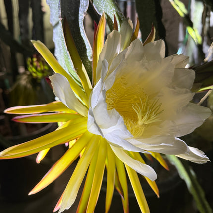 Ocamponis cristal dragon fruit live cutting (12")