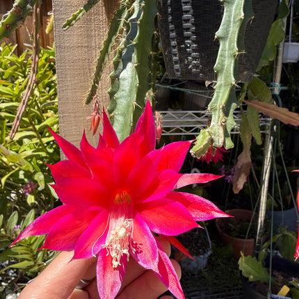 Lucifer Paetz Aporophyllum live cutting