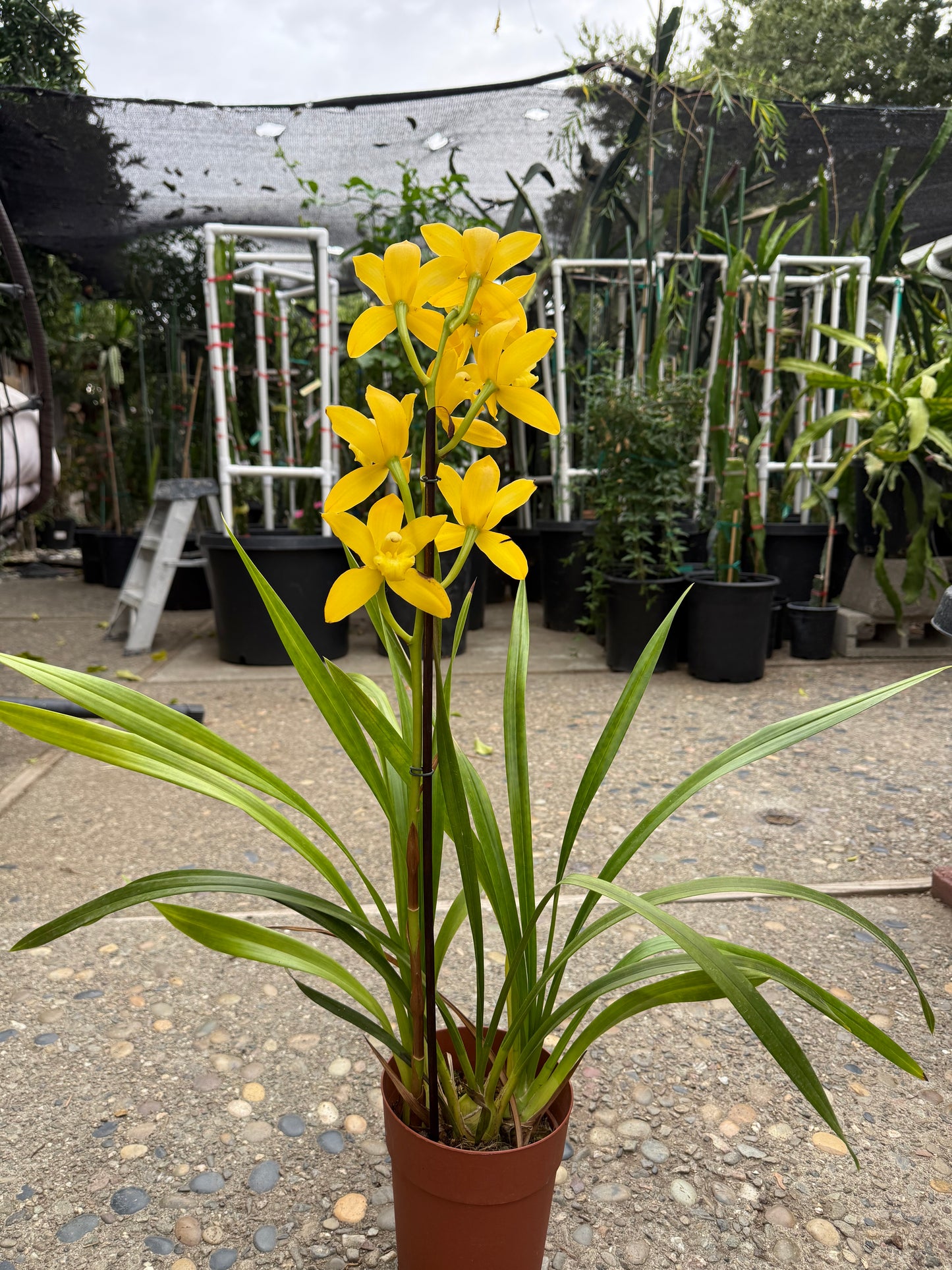 Yellow Cymbidium (Yellow Boat Orchid) live plant