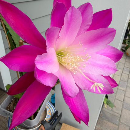 Moonlight Sonata Epiphyllum live cutting (rare)