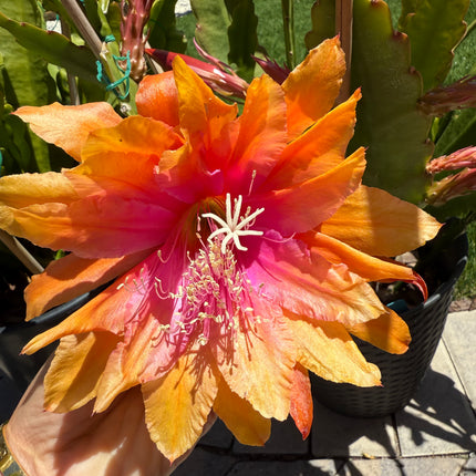 Clarity Happie Hippie rare Epiphyllum live cuttings