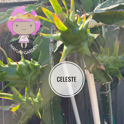 Celeste