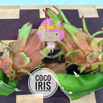 🌱 Coco Iris